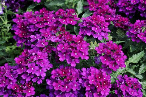 foto van een variëteit aan bloemen, te gebruiken als: Potplant, patioplant, korfplant Verbena Eden® Deep Lilac