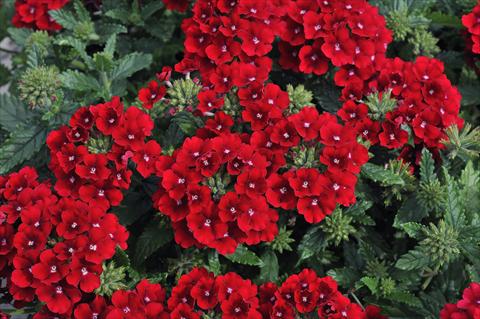 foto van een variëteit aan bloemen, te gebruiken als: Potplant, patioplant, korfplant Verbena Eden® Deep Red