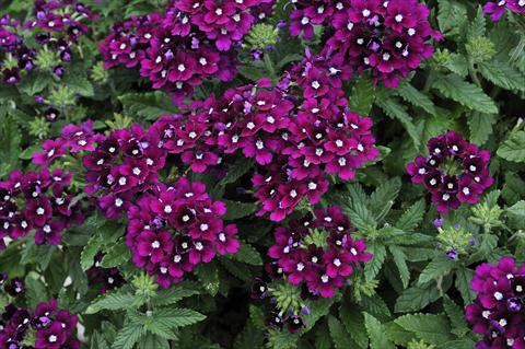 foto van een variëteit aan bloemen, te gebruiken als: Potplant, patioplant, korfplant Verbena Eden® Purple with eye