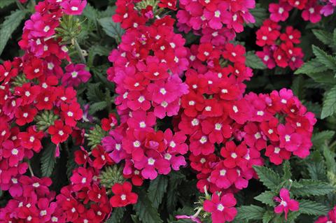 foto van een variëteit aan bloemen, te gebruiken als: Potplant, patioplant, korfplant Verbena Eden® Rose