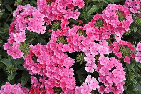 foto van een variëteit aan bloemen, te gebruiken als: Potplant, patioplant, korfplant Verbena Eden® Salmon Rose