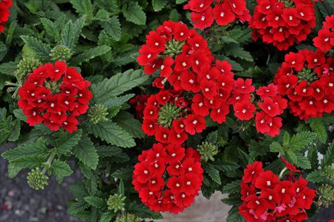 foto van een variëteit aan bloemen, te gebruiken als: Potplant, patioplant, korfplant Verbena Eden® Scarlet