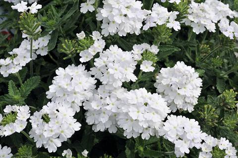 foto van een variëteit aan bloemen, te gebruiken als: Potplant, patioplant, korfplant Verbena Eden® White