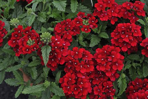 foto van een variëteit aan bloemen, te gebruiken als: Potplant, patioplant, korfplant Verbena Shangri-la® Red