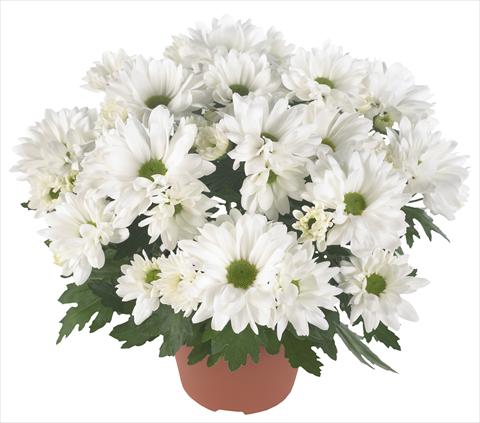 foto van een variëteit aan bloemen, te gebruiken als: Pot - en perkplant Chrysanthemum Breeze Frost