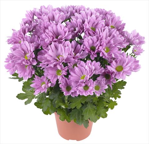 foto van een variëteit aan bloemen, te gebruiken als: Pot - en perkplant Chrysanthemum Breeze Rosy
