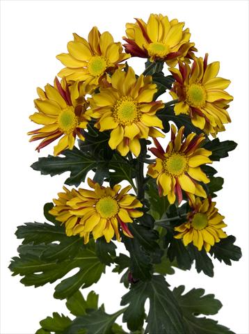 foto van een variëteit aan bloemen, te gebruiken als: Pot - en perkplant Chrysanthemum Elegance