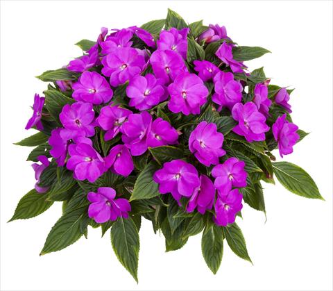 foto van een variëteit aan bloemen, te gebruiken als: Potplant, perkplant, patioplant, korfplant Impatiens N. Guinea Tamarinda® Max Lavender