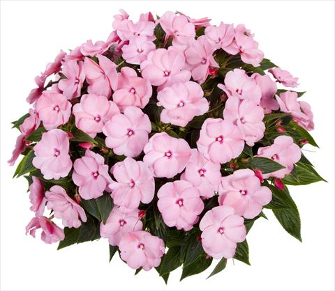 foto van een variëteit aan bloemen, te gebruiken als: Potplant, perkplant, patioplant, korfplant Impatiens N. Guinea Tamarinda® Max Sweet Pink