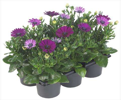 foto van een variëteit aan bloemen, te gebruiken als: Pot - en perkplant Osteospermum Margarita Nano Purple