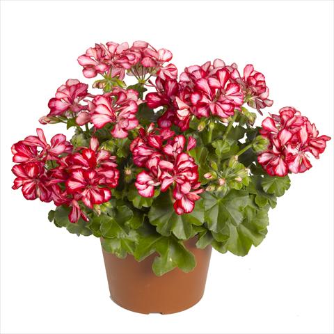 foto van een variëteit aan bloemen, te gebruiken als: Korf / Pot Pelargonium peltatum RED FOX Pacific Red Star
