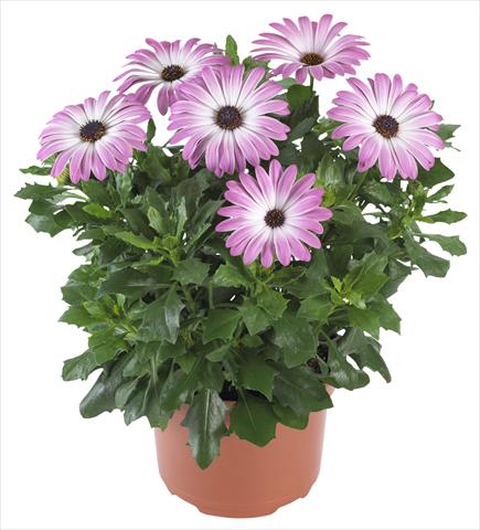 foto van een variëteit aan bloemen, te gebruiken als: Pot - en perkplant Osteospermum Margarita Supreme Pink Bicolor