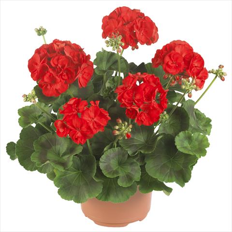 foto van een variëteit aan bloemen, te gebruiken als: Potplant, perkplant, patioplant Pelargonium zonale Master Idols® Bright Red