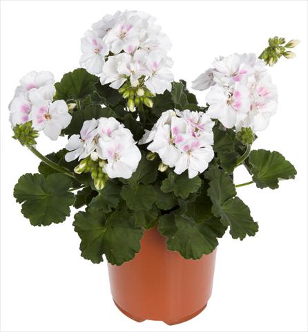 foto van een variëteit aan bloemen, te gebruiken als: Potplant, perkplant, patioplant Pelargonium zonale Summer Idols® White Blush