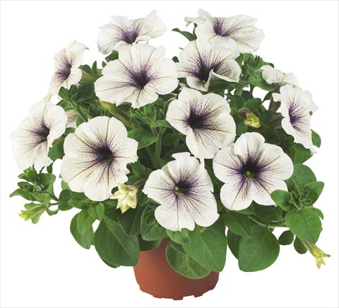 foto van een variëteit aan bloemen, te gebruiken als: Potplant, perkplant, patioplant, korfplant Petunia Fortunia® Silver Vein