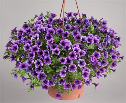 foto van een variëteit aan bloemen, te gebruiken als: Potplant, patioplant, korfplant Petunia mini Perla® Blue Vein