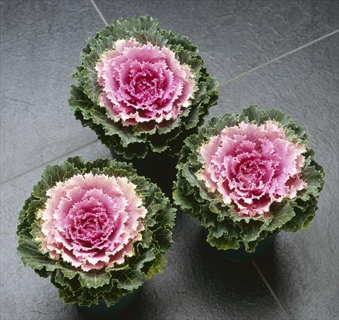 foto van een variëteit aan bloemen, te gebruiken als: Pot - en perkplant Brassica oleracea Songbird Pink