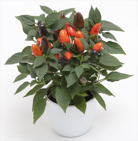 foto van een variëteit aan bloemen, te gebruiken als: Pot - en perkplant Capsicum annuum Cubana Dark Orange