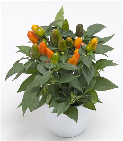 foto van een variëteit aan bloemen, te gebruiken als: Pot - en perkplant Capsicum annuum Cubana Light Orange