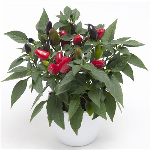 foto van een variëteit aan bloemen, te gebruiken als: Pot - en perkplant Capsicum annuum Cubana Red