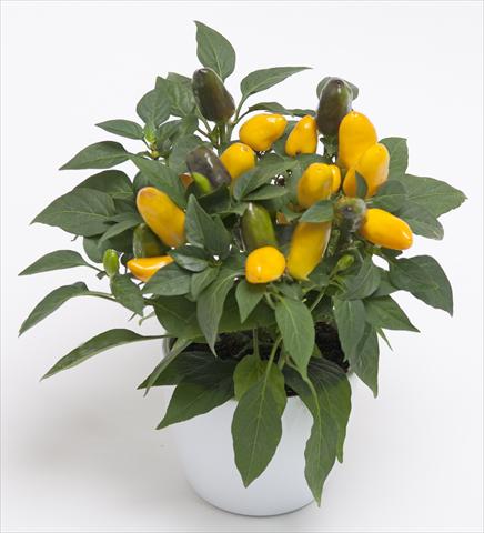 foto van een variëteit aan bloemen, te gebruiken als: Pot - en perkplant Capsicum annuum Cubana Yellow