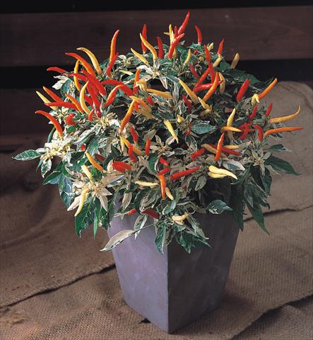 foto van een variëteit aan bloemen, te gebruiken als: Pot - en perkplant Capsicum annuum Uchu