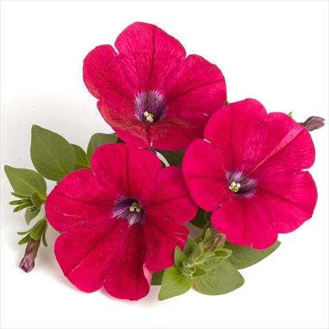 foto van een variëteit aan bloemen, te gebruiken als: Korf / Pot Petunia x hybrida RED FOX Surprise Neon