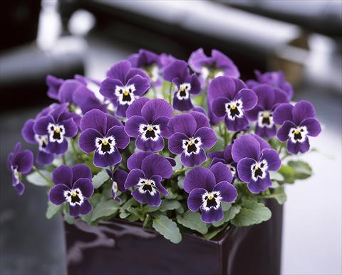 foto van een variëteit aan bloemen, te gebruiken als: Pot - en perkplant Viola cornuta Floral Power Purple face