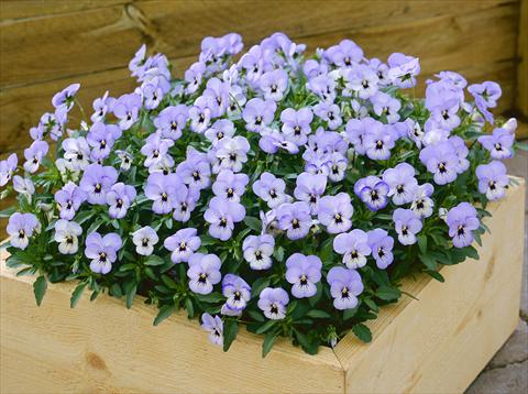 foto van een variëteit aan bloemen, te gebruiken als: Pot - en perkplant Viola cornuta Floral Power Sky Blue Blotch