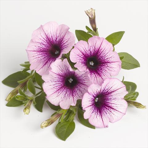 foto van een variëteit aan bloemen, te gebruiken als: Korf / Pot Petunia x hybrida RED FOX Sweetunia® Purple Vein