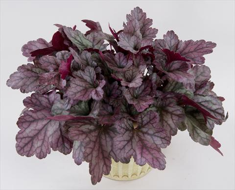 foto van een variëteit aan bloemen, te gebruiken als: Pot - en perkplant Heuchera Kira Purple Rain Forest