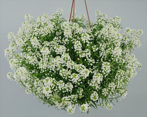 foto van een variëteit aan bloemen, te gebruiken als: Pot - en perkplant Lobularia maritima Silver Stream™