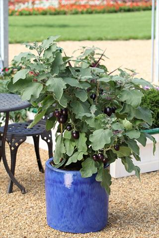 foto van een variëteit aan bloemen, te gebruiken als: Potplant, perkplant, patioplant Solanum melongena (melanzana) Pot Black