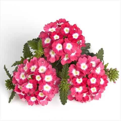 foto van een variëteit aan bloemen, te gebruiken als: Pot - en perkplant Verbena RED FOX Empress Strawberry Charme