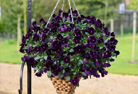 foto van een variëteit aan bloemen, te gebruiken als: Pot - en perkplant Viola cornuta Freefall Deep Violet