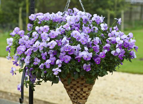 foto van een variëteit aan bloemen, te gebruiken als: Pot - en perkplant Viola cornuta Freefall Lavender