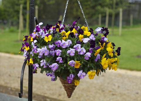 foto van een variëteit aan bloemen, te gebruiken als: Pot - en perkplant Viola cornuta Freefall Mixed