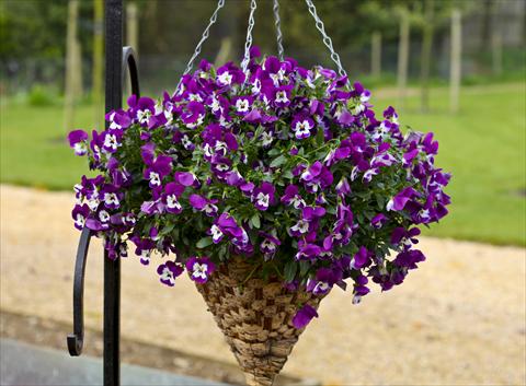 foto van een variëteit aan bloemen, te gebruiken als: Pot - en perkplant Viola cornuta Freefall Purple White Face