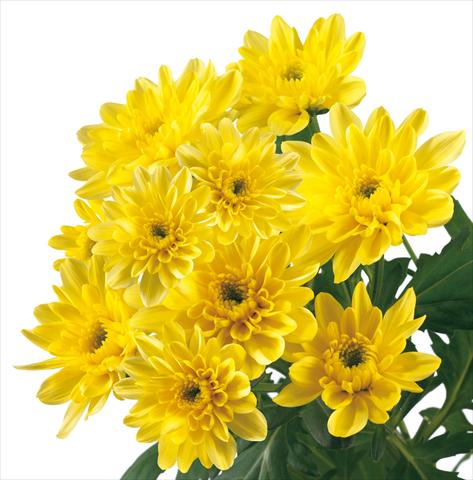 foto van een variëteit aan bloemen, te gebruiken als: Snijbloemen Chrysanthemum Baltica Yellow
