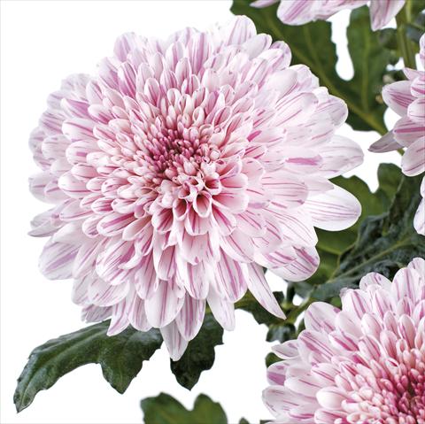 foto van een variëteit aan bloemen, te gebruiken als: Snijbloemen Chrysanthemum Bombini