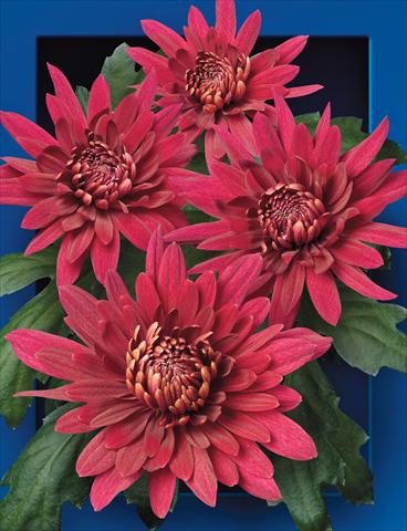 foto van een variëteit aan bloemen, te gebruiken als: Snijbloemen Chrysanthemum Manya