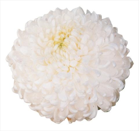 foto van een variëteit aan bloemen, te gebruiken als: Snijbloemen Chrysanthemum Palisade