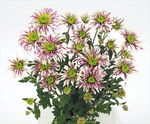 foto van een variëteit aan bloemen, te gebruiken als: Snijbloemen Chrysanthemum Saba