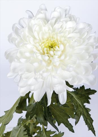 foto van een variëteit aan bloemen, te gebruiken als: Snijbloemen Chrysanthemum Salvador