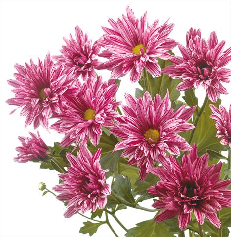 foto van een variëteit aan bloemen, te gebruiken als: Snijbloemen Chrysanthemum Stellini