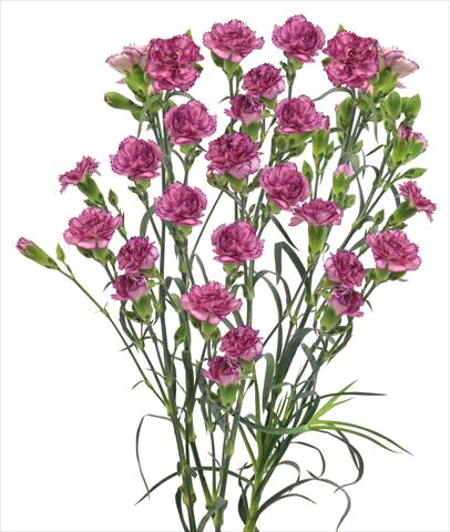 foto van een variëteit aan bloemen, te gebruiken als: Snijbloemen Dianthus caryophyllus Clemente