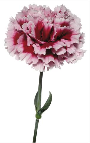 photo of flower to be used as: Cutflower Dianthus caryophyllus Parmigianino