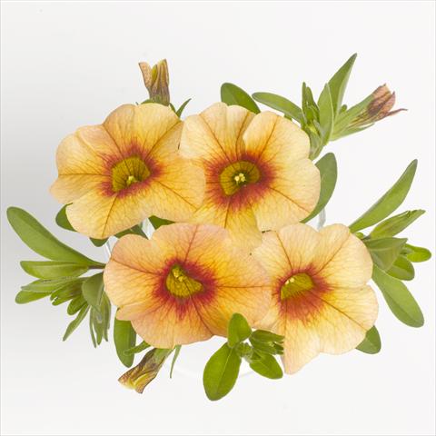 foto van een variëteit aan bloemen, te gebruiken als: Korf / Pot Calibrachoa RED FOX Aloha® Tiki Orange