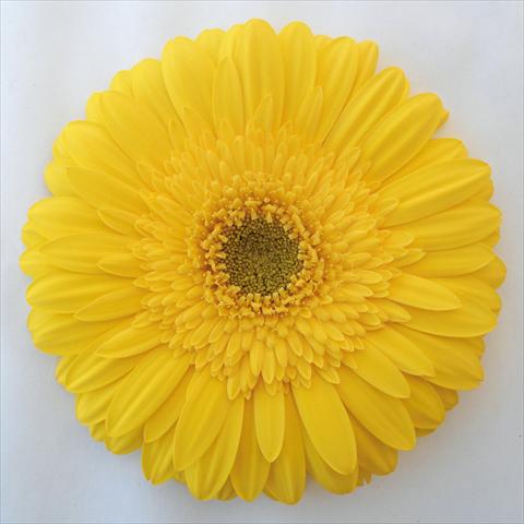 foto van een variëteit aan bloemen, te gebruiken als: Pot Gerbera jamesonii Martino