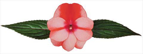foto van een variëteit aan bloemen, te gebruiken als: Potplant, perkplant, patioplant, korfplant Impatiens N. Guinea Galaxy® Flamma